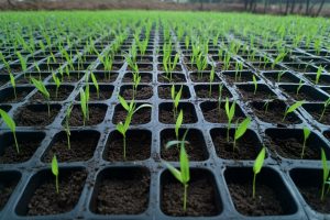 Euro Plant Tray (EPT) has chosen to integrate inotec’s IML RFID tags into its trays.